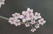 8.B Hanami &ndash; Sv&aacute;tek kvetouc&iacute;ch sakur